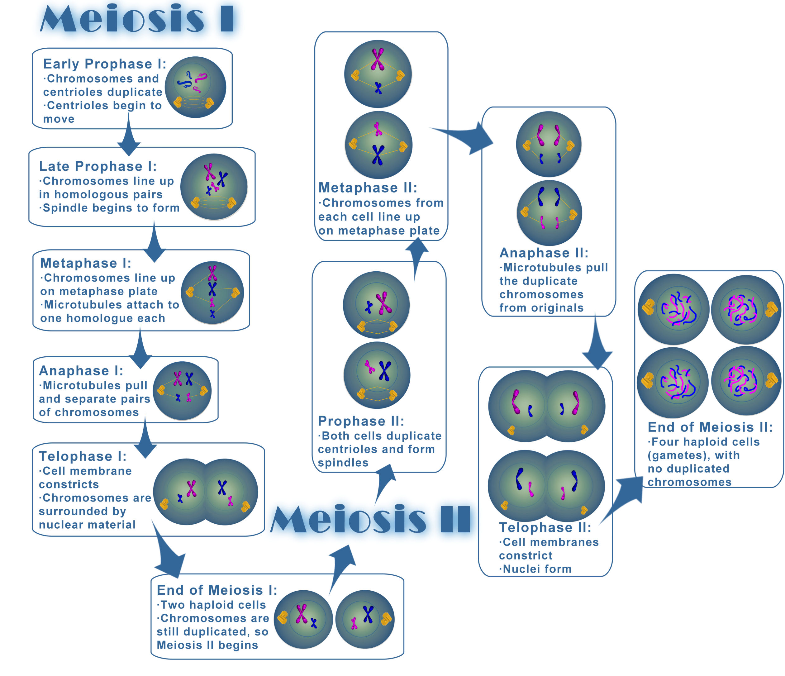 Mitosis and meiosis essay