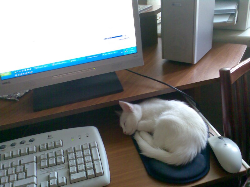 Кот разработчик. Кот программист. Коты программисты. Кот Компьютерщик. Программирование котик.